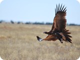 Wedge-tailed Eagle (2)