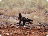 Wedge-tailed Eagle (3)