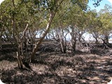 Broome mangrove glade