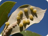 Broome Mangrove leaf gall 03032