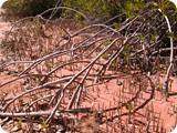 Broome mangrove roots