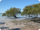 Broome mangroves