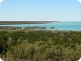 Broome mangroves03023