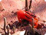 Broome red fiddler crab