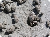Broome sand bubbler crab 2